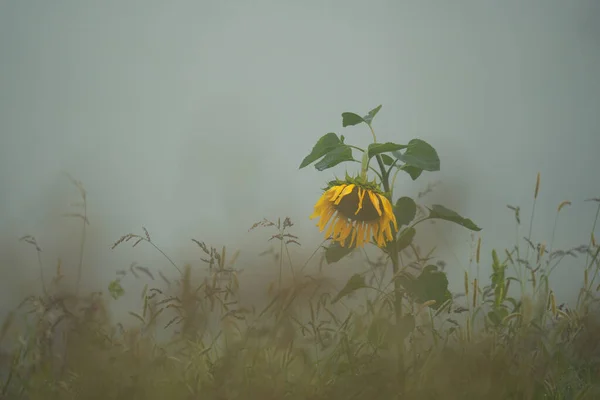 Подсолнечник Helianthus Annuus Ранним Утром Поле Окруженном Туманом Посадка Осенью — стоковое фото