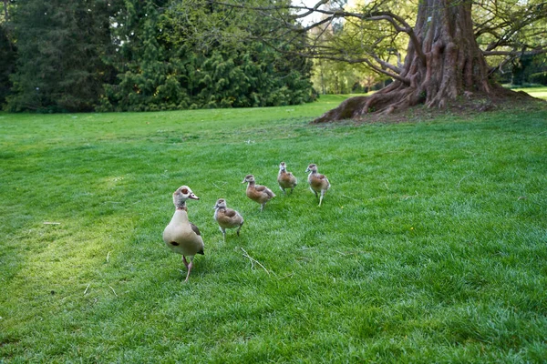 Oies Eau Famille Des Oies Égyptiennes Alopochen Aegyptiacus Nilgans Sur — Photo