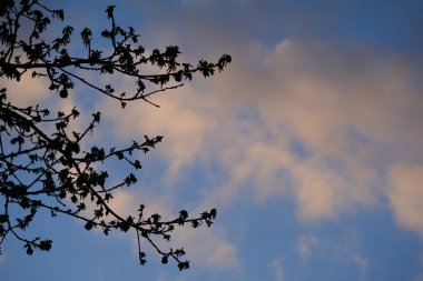 Birçok ağaç dalının silueti. Arka planda mavi gökyüzü. Bulutlar akşam ışığında hafif turuncu parlıyor. Yukarı bak. Arka plan için mükemmel..