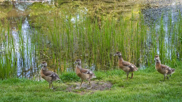 水鳥は緑の草原の小さな湖の前にエジプトガチョウ Alopochen Aepytiacus Nilgans を子孫する 動物が歩く 春の時間だ サイドビュー — ストック写真