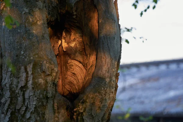 Entrada Cueva Viejo Tronco Árbol Marrón Luz Naranja Noche Cae — Foto de Stock