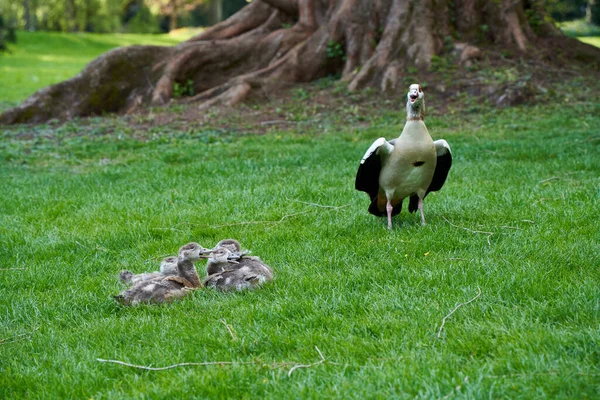 Husy Čeledi Vodních Ptáků Alopochen Aegyptiacus Nilgans Mateřské Zvíře Její — Stock fotografie