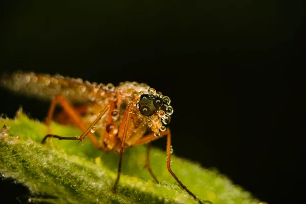 Çiğ Strasni uykusunda