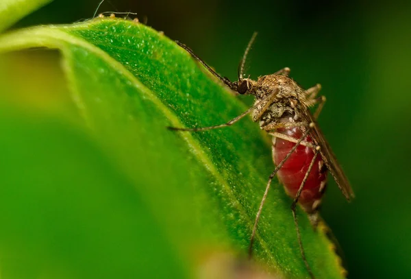 İyi beslenmiş bir sivrisinek