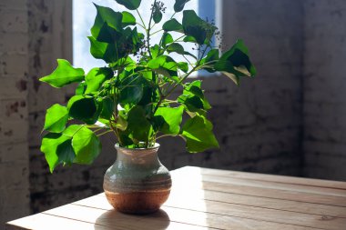 İçindeki ahşap bir masada seramik vazoda büyük tilkileri olan yeşil bitki.