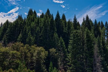 Çam Ormanı Bulutlarla güneşli bir gün