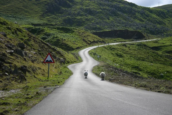 Pecore sulla strada in Scozia Immagine Stock