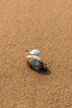Kıyıdaki büyük bir deniz kabuğunu seçici bir odaklanma ile kapatın.