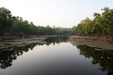 Sisli bir sabahta ormanda sakin bir göl manzarası. Seçici odak.