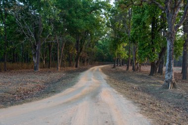 Sabahın erken saatlerinde ormanda bir çamur yolu..