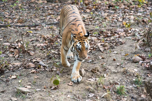 Μια Θηλυκή Βασιλική Τίγρη Της Βεγγάλης Στη Ζούγκλα — Φωτογραφία Αρχείου