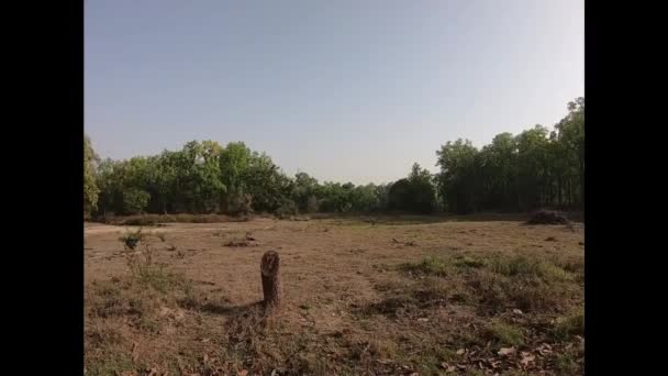 Güneşli Bir Günde Ormanın Kamerasıyla Çekilmiş Bir Fotoğrafı Seçici Odak — Stok video