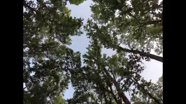 Fotografia Aérea Árvores Fundo Céu Partir Veículo Movimento Vista Solo — Vídeo de Stock