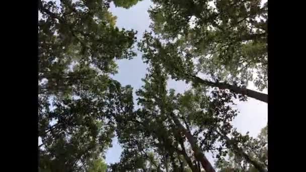 Vue Aérienne Arbres Dans Ciel Partir Véhicule Mouvement Vue Sol — Video