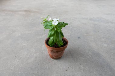A plant in an earthen pot. Concept of planting trees and saving life. Close up, selective focus, copy space.