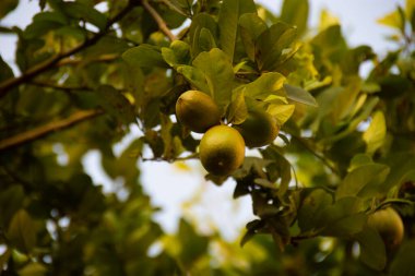 Limon (