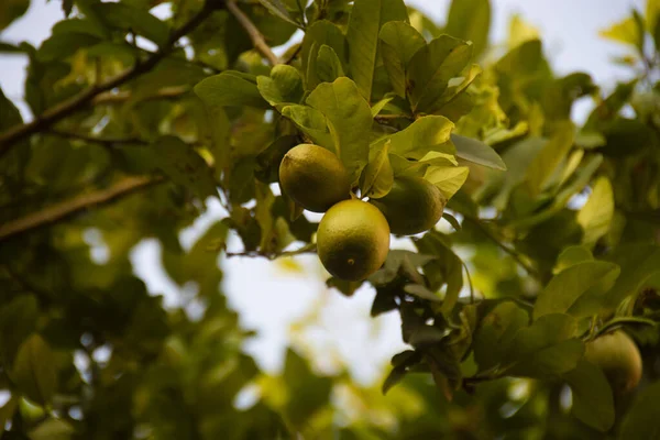 Limón Citrus Limon Una Especie Árbol Siempreverde Familia Rutaceae Nativa —  Fotos de Stock