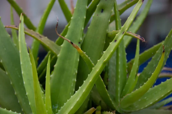 Aloe vera is a succulent plant species of the genus Aloe. An evergreen perennial, it originates from the Arabian Peninsula, but grows wild in tropical, semi-tropical arid climates around the world