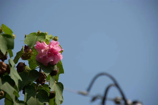 190 Cotton Rosemallow Stock Photos Images Download Cotton Rosemallow Pictures On Depositphotos