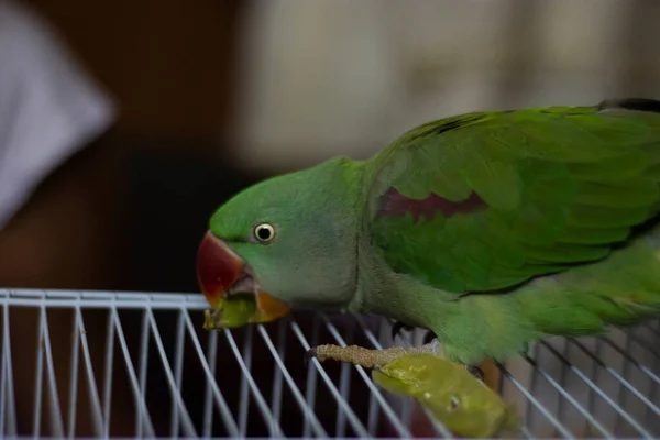 Indiánský Papoušek Mluví Hraje Domě — Stock fotografie