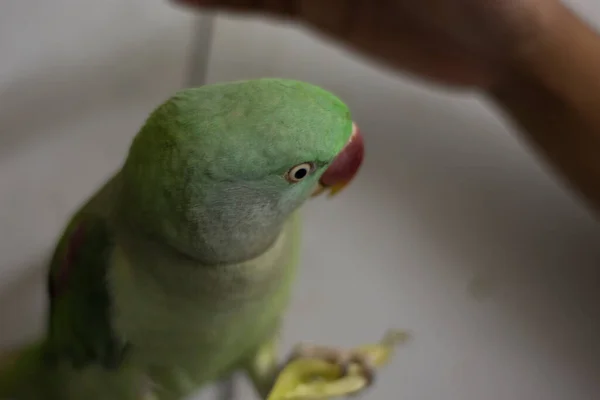 Indyjski Ringneck Papuga Mówi Bawi Się Domu — Zdjęcie stockowe