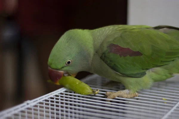 Indyjski Ringneck Papuga Mówi Bawi Się Domu — Zdjęcie stockowe