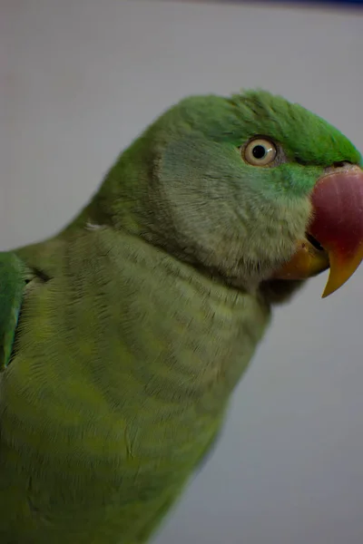 Indiana Ringneck Papagaio Falando Brincando Casa — Fotografia de Stock