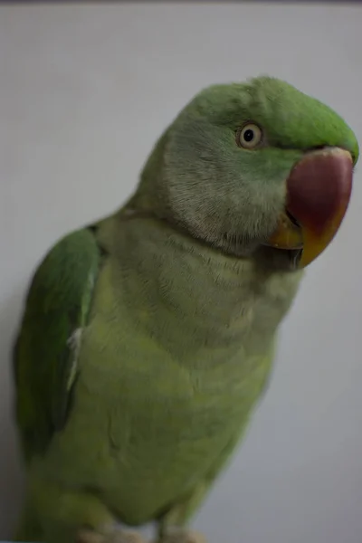 Indiana Ringneck Papagaio Falando Brincando Casa — Fotografia de Stock