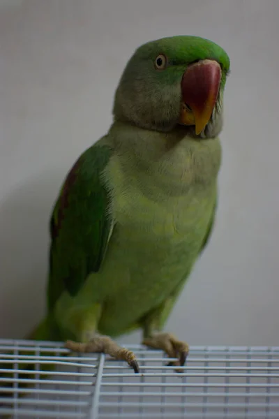 Indiánský Papoušek Mluví Hraje Domě — Stock fotografie