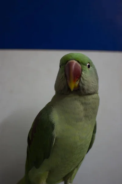 Indiana Ringneck Papagaio Falando Brincando Casa — Fotografia de Stock