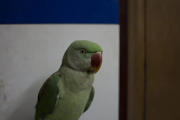 Indiana Ringneck Papagaio Falando Brincando Casa — Fotografia de Stock