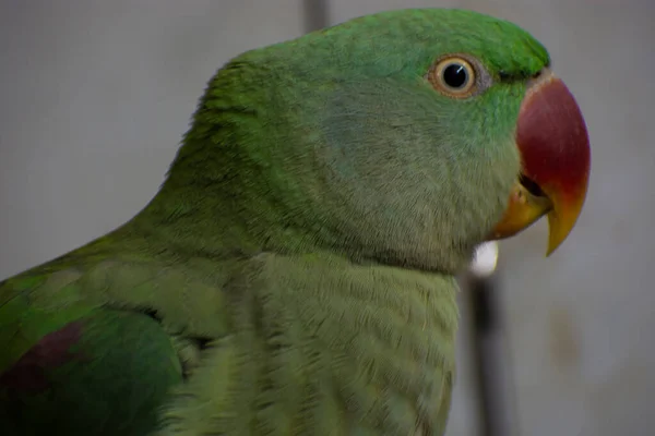 Indyjski Ringneck Papuga Mówi Bawi Się Domu — Zdjęcie stockowe