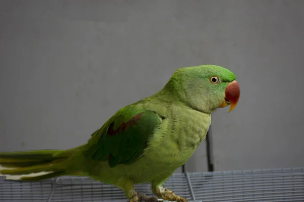 Indiai Ringneck Papagáj Beszél Játszik Házban — Stock Fotó