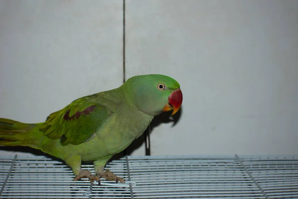 Indiana Ringneck Papagaio Falando Brincando Casa — Fotografia de Stock