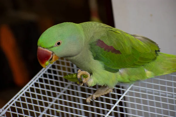 Loro Ringneck Indio Hablando Jugando Casa Imagen de stock