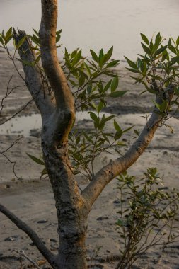 Sundarbans Ulusal Parkı, Hindistan ve Bangladeş tarafından paylaşılan büyük bir mangrov ormanıdır.