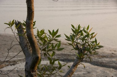 Sundarbans Ulusal Parkı, Hindistan ve Bangladeş tarafından paylaşılan büyük bir mangrov ormanıdır.