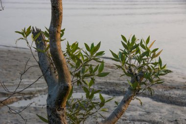 Sundarbans Ulusal Parkı, Hindistan ve Bangladeş tarafından paylaşılan büyük bir mangrov ormanıdır.