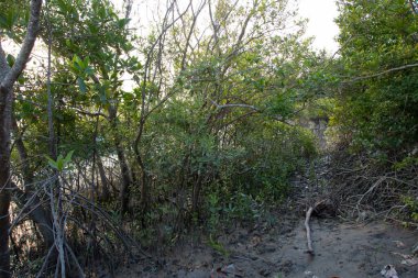 Sundarbans Ulusal Parkı, Hindistan ve Bangladeş tarafından paylaşılan büyük bir mangrov ormanıdır.
