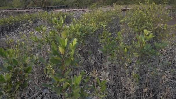 Sundarbans Área Manglar Delta Formada Por Confluencia Los Ríos Ganges — Vídeos de Stock
