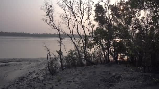 Sundarbans Uma Área Mangue Delta Formado Pela Confluência Dos Rios — Vídeo de Stock