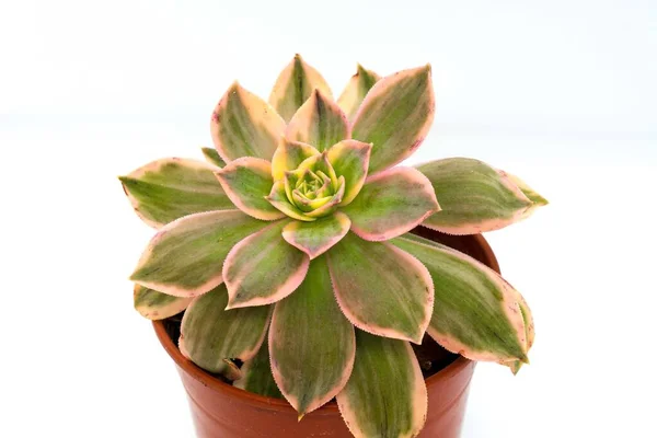 Succulent plant with white background