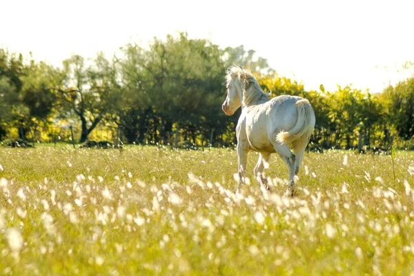 Cavalo Branco Galopando Campo — Fotografia de Stock