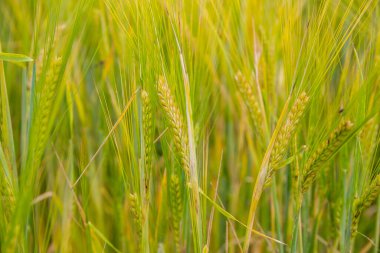 Tarlada Arpa Kulakları Closeup