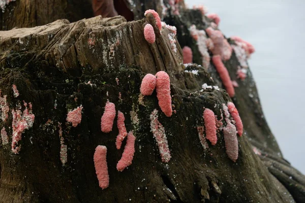 Ohniskový Snímek Růžových Šnečích Lasturních Vajec Připevněných Povrchu Stěny Bazénu — Stock fotografie