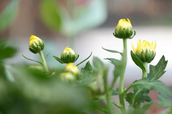 Amarelo Crisântemo Flores Botões Isolado Jardim Borrão Fundo — Fotografia de Stock