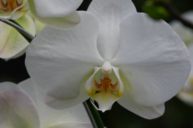 Bunga Anggrek Bulan Putih, güzel beyaz falaenopsis amabilis / güve orkidelerinin tam çiçek açtığı bahçeyi kapat.