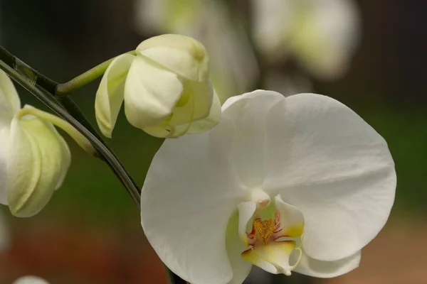 Bunga Anggrek Bulan Putih Nahaufnahme Der Schönen Weißen Phalaenopsis Amabilis — Stockfoto