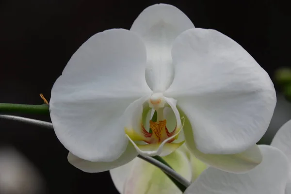 Bunga Anggrek Bulan Putih Güzel Beyaz Falaenopsis Amabilis Güve Orkidelerinin — Stok fotoğraf