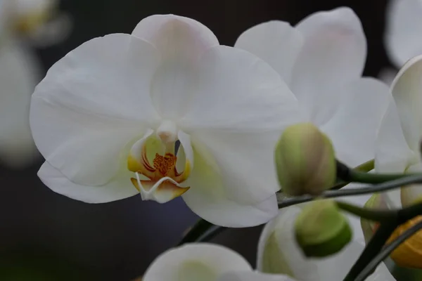 Bunga Anggrek Bulan Putih Close View Beautiful White Phalaenopsis Amabilis — Stock Photo, Image